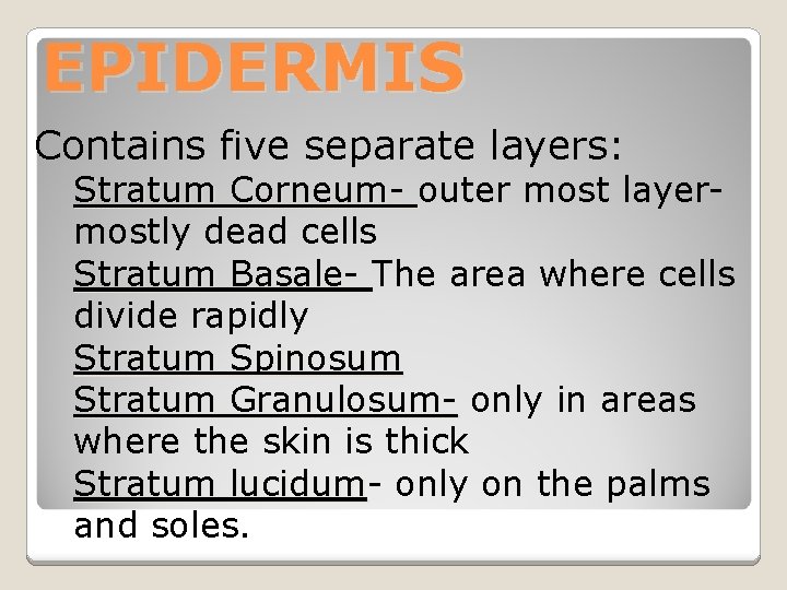 EPIDERMIS Contains five separate layers: Stratum Corneum- outer most layermostly dead cells Stratum Basale-