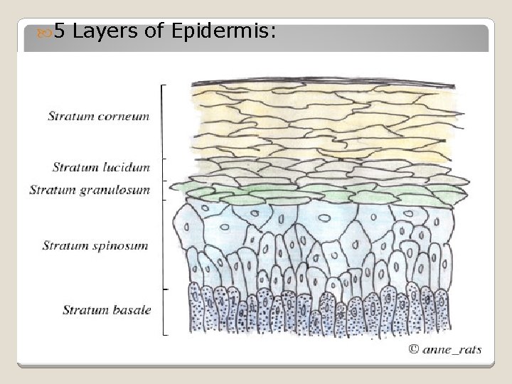  5 Layers of Epidermis: 