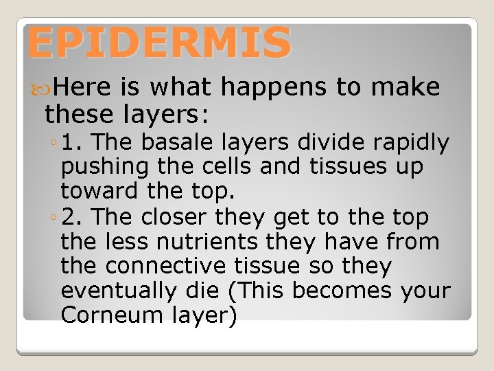 EPIDERMIS Here is what happens to make these layers: ◦ 1. The basale layers