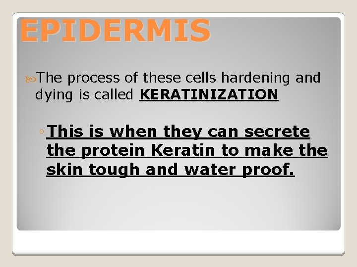 EPIDERMIS The process of these cells hardening and dying is called KERATINIZATION ◦ This