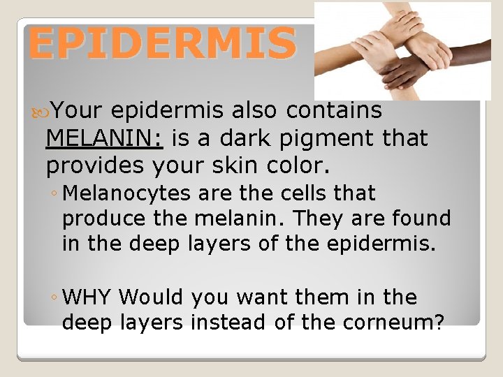EPIDERMIS Your epidermis also contains MELANIN: is a dark pigment that provides your skin