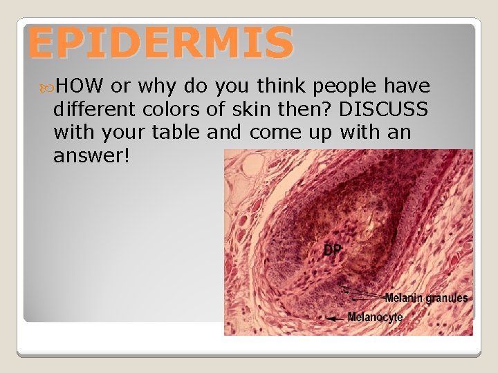 EPIDERMIS HOW or why do you think people have different colors of skin then?