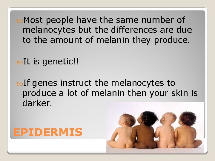  Most people have the same number of melanocytes but the differences are due