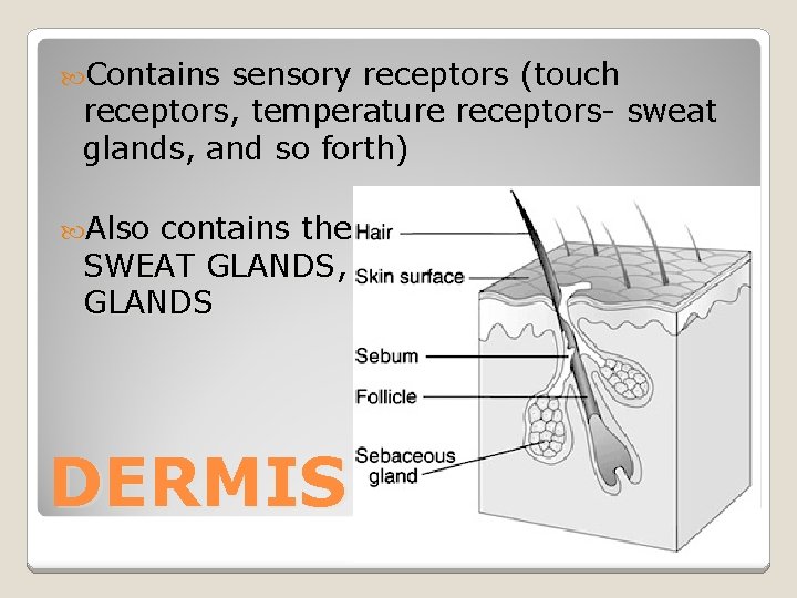  Contains sensory receptors (touch receptors, temperature receptors- sweat glands, and so forth) Also