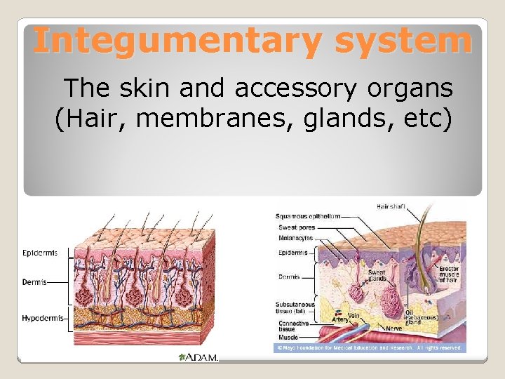 Integumentary system The skin and accessory organs (Hair, membranes, glands, etc) 