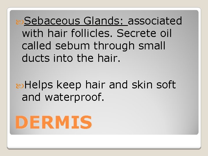  Sebaceous Glands: associated with hair follicles. Secrete oil called sebum through small ducts