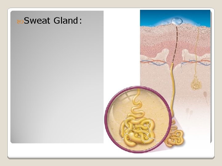  Sweat Gland: 