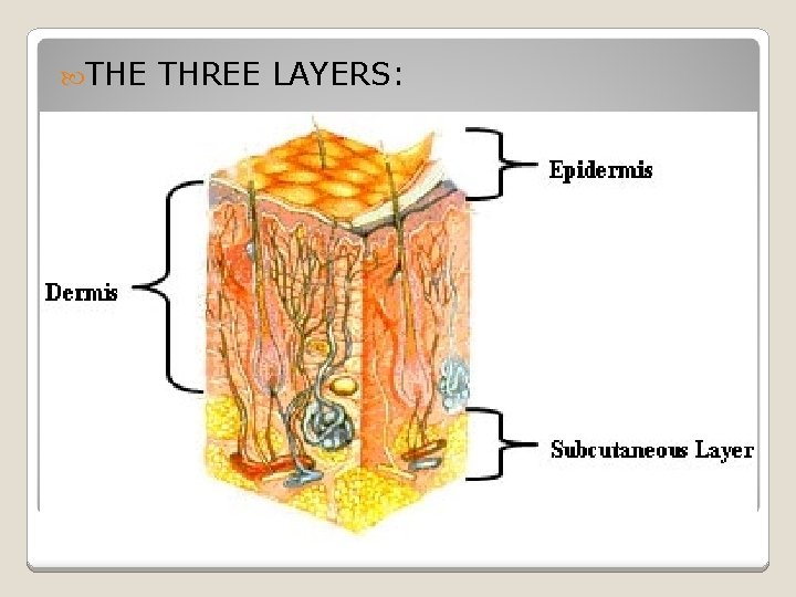  THE THREE LAYERS: 