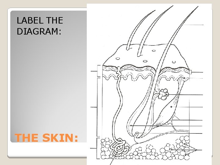 LABEL THE DIAGRAM: THE SKIN: 