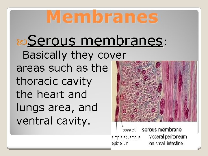 Membranes Serous membranes: Basically they cover areas such as the thoracic cavity the heart