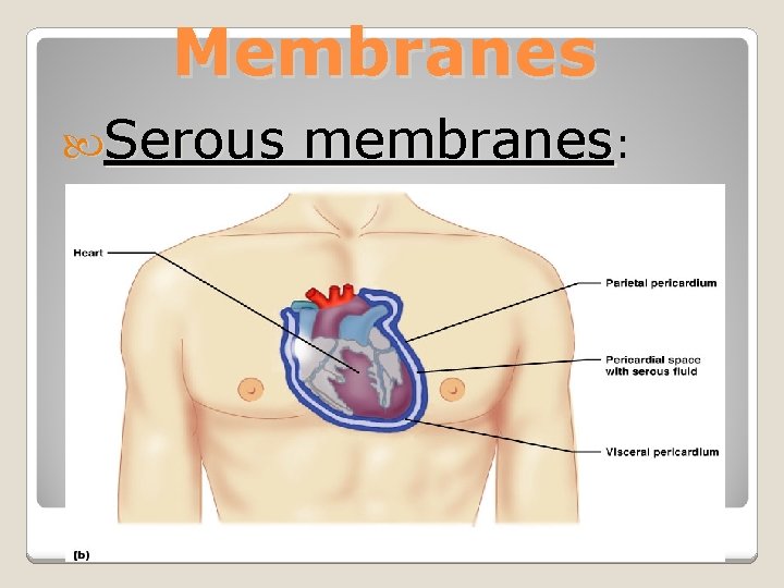 Membranes Serous membranes: 