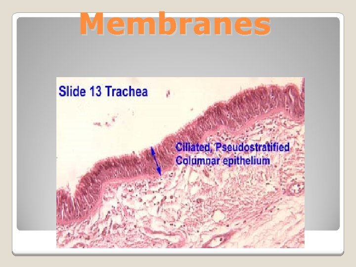 Membranes 