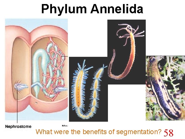 Phylum Annelida What were the benefits of segmentation? 58 