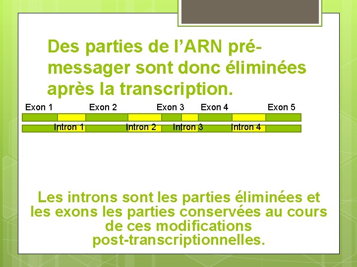 Des parties de l’ARN prémessager sont donc éliminées après la transcription. Exon 1 Exon