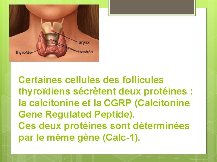 Certaines cellules des follicules thyroïdiens sécrètent deux protéines : la calcitonine et la CGRP