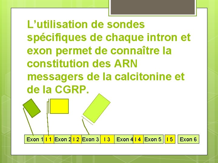 L’utilisation de sondes spécifiques de chaque intron et exon permet de connaître la constitution