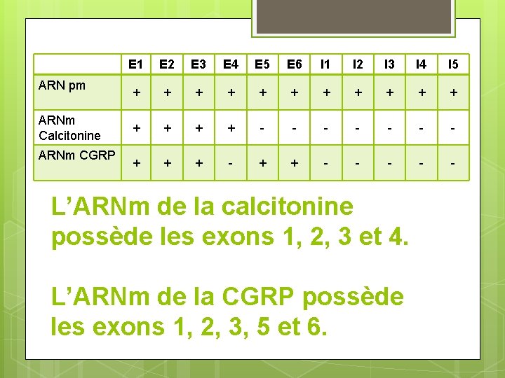 ARN pm ARNm Calcitonine ARNm CGRP E 1 E 2 E 3 E 4