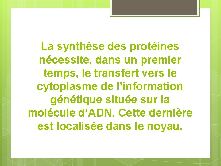 La synthèse des protéines nécessite, dans un premier temps, le transfert vers le cytoplasme