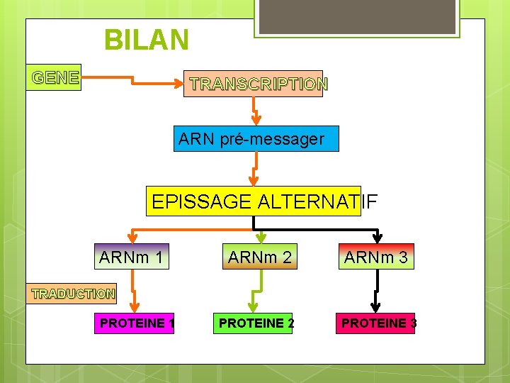 BILAN GENE TRANSCRIPTION ARN pré-messager EPISSAGE ALTERNATIF ARNm 1 ARNm 2 ARNm 3 PROTEINE