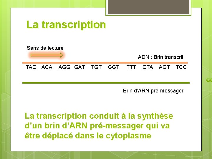 La transcription Sens de lecture ADN : Brin transcrit TAC ACA AGG GAT TGT