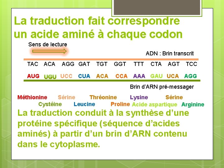 La traduction fait correspondre un acide aminé à chaque codon Sens de lecture ADN