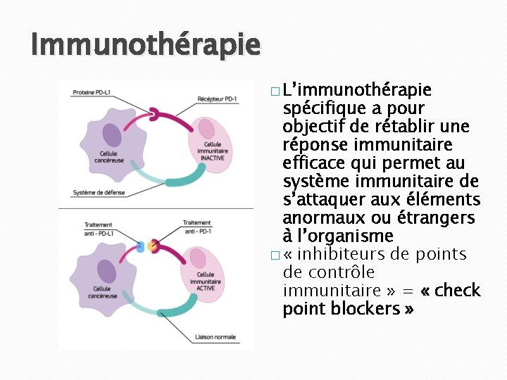 Immunothérapie � L’immunothérapie spécifique a pour objectif de rétablir une réponse immunitaire efficace qui