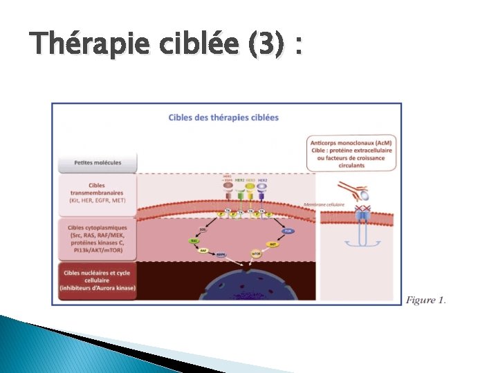 Thérapie ciblée (3) : 