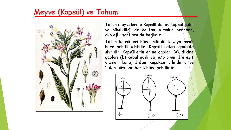 Meyve (Kapsül) ve Tohum Tütün meyvelerine Kapsül denir. Kapsül şekli ve büyüklüğü de kalıtsal