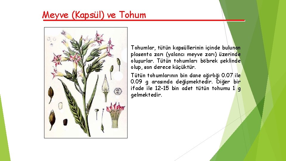Meyve (Kapsül) ve Tohumlar, tütün kapsüllerinin içinde bulunan plasenta zarı (yalancı meyve zarı) üzerinde