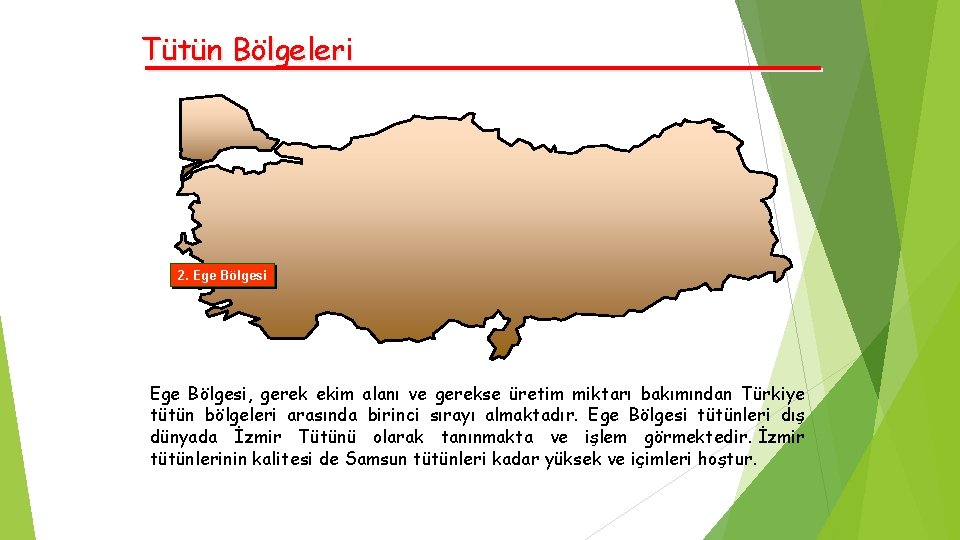 Tütün Bölgeleri 2. Ege Bölgesi, gerek ekim alanı ve gerekse üretim miktarı bakımından Türkiye