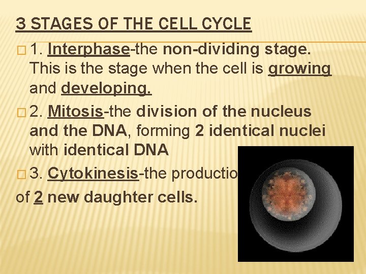 CELL DIVISION WHAT ARE THE 3 STAGES OF