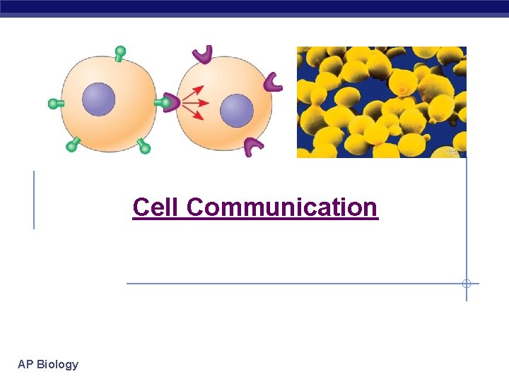 Cell Communication AP Biology 