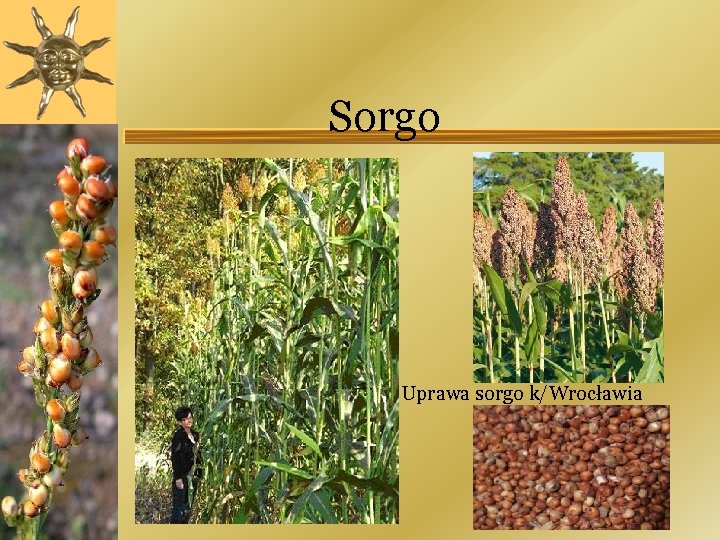 Sorgo Uprawa sorgo k/Wrocławia 