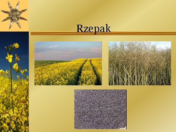 Rzepak 