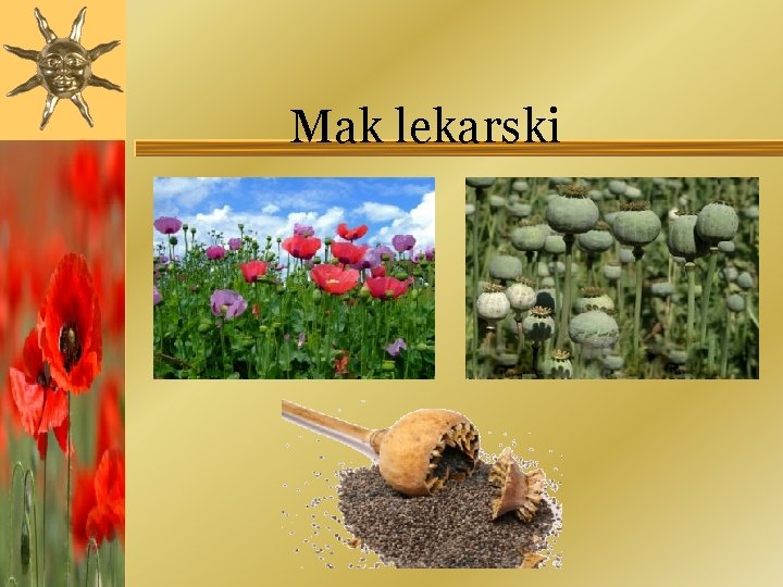 Mak lekarski 