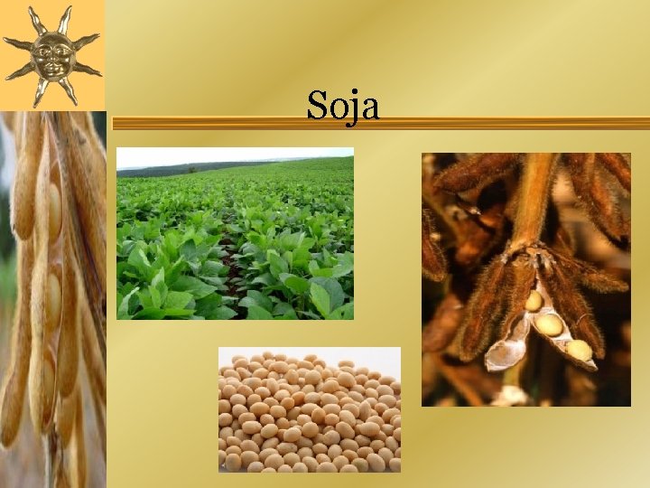 Soja 