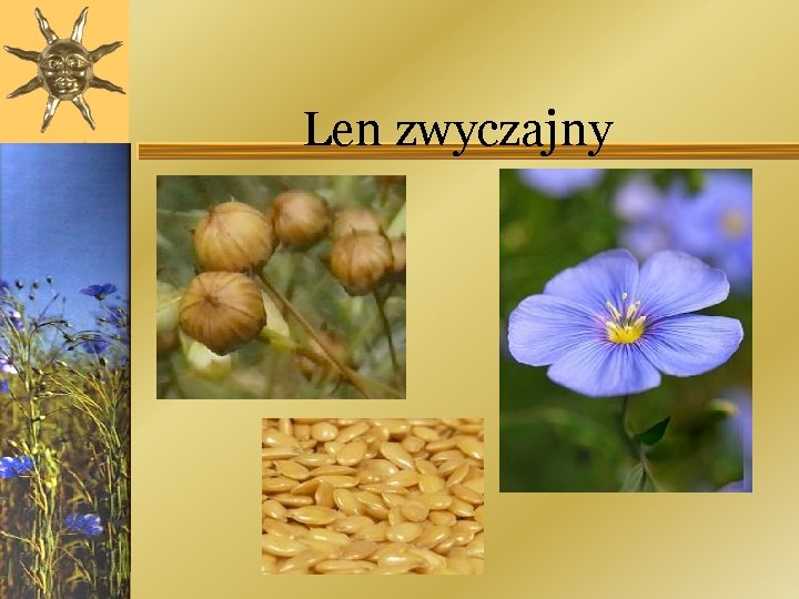 Len zwyczajny 