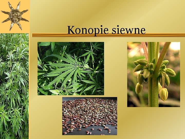 Konopie siewne 