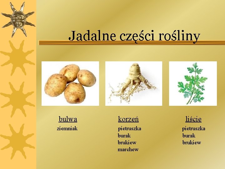 Jadalne części rośliny bulwa korzeń liście ziemniak pietruszka burak brukiew marchew 