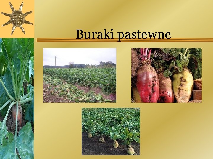 Buraki pastewne 