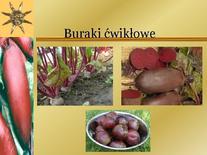 Buraki ćwikłowe 