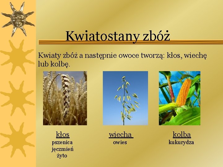 Kwiatostany zbóż Kwiaty zbóż a następnie owoce tworzą: kłos, wiechę lub kolbę. kłos wiecha