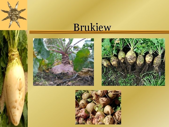 Brukiew 