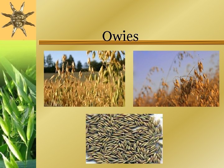 Owies 