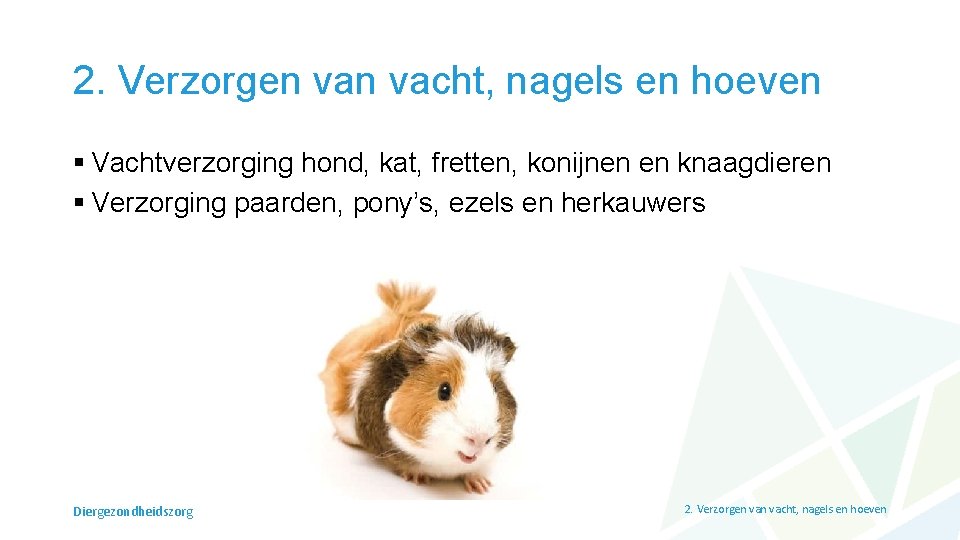 2. Verzorgen vacht, nagels en hoeven § Vachtverzorging hond, kat, fretten, konijnen en knaagdieren 2. Verzorgen vacht, nagels en hoeven § Vachtverzorging hond, kat, fretten, konijnen en knaagdieren