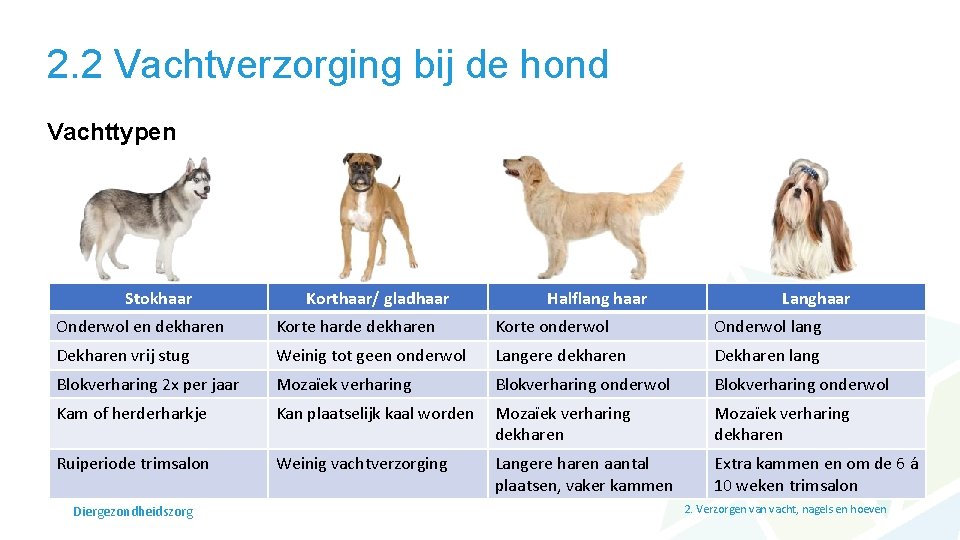 2. 2 Vachtverzorging bij de hond Vachttypen Stokhaar Korthaar/ gladhaar Halflang haar Langhaar Onderwol