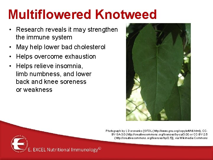 Multiflowered Knotweed • Research reveals it may strengthen the immune system • May help Multiflowered Knotweed • Research reveals it may strengthen the immune system • May help