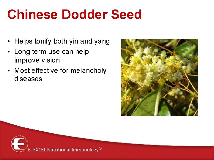 Chinese Dodder Seed • Helps tonify both yin and yang • Long term use Chinese Dodder Seed • Helps tonify both yin and yang • Long term use