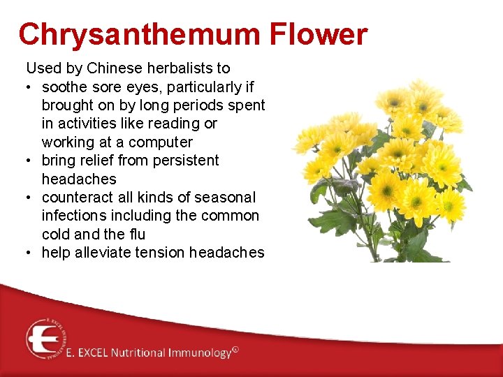 Chrysanthemum Flower Used by Chinese herbalists to • soothe sore eyes, particularly if brought Chrysanthemum Flower Used by Chinese herbalists to • soothe sore eyes, particularly if brought