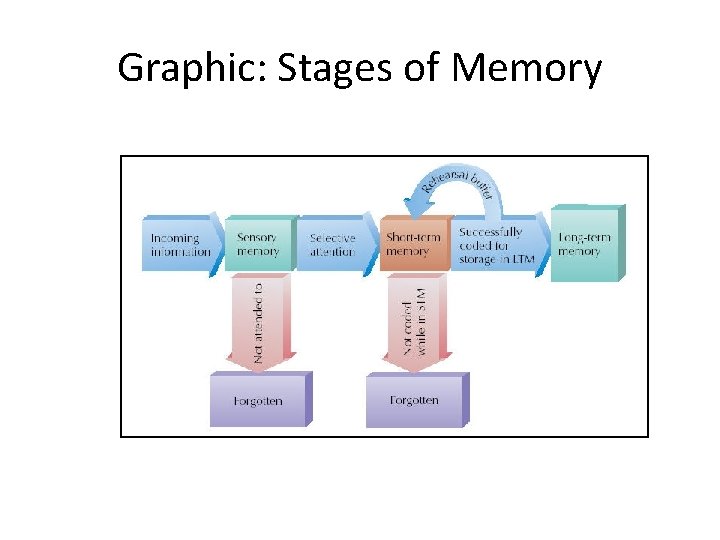 Graphic: Stages of Memory 